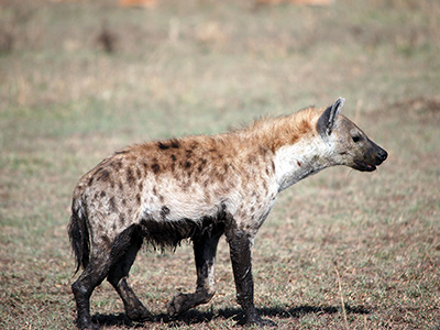 Le iene della Tanzania