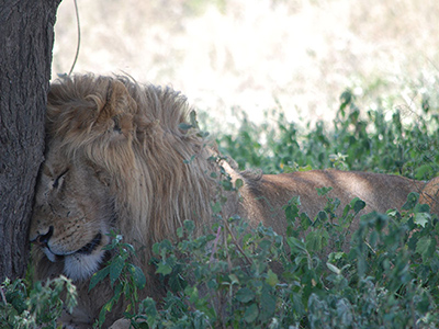 leone dorme nel Serengeti