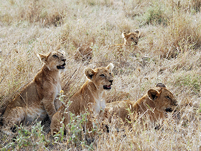 cuccioli di leone nel Serengeti