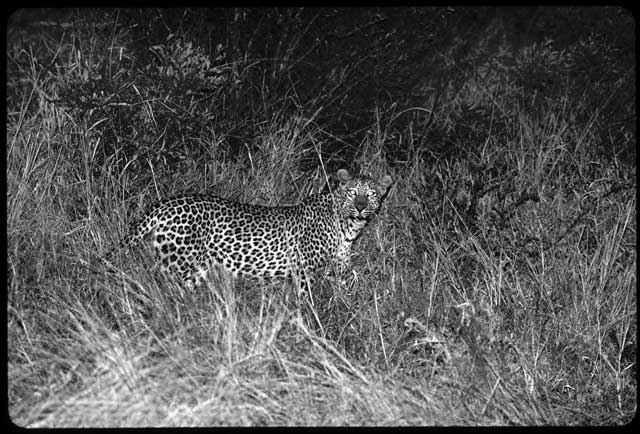 leopardo e safari notturno in tanzania