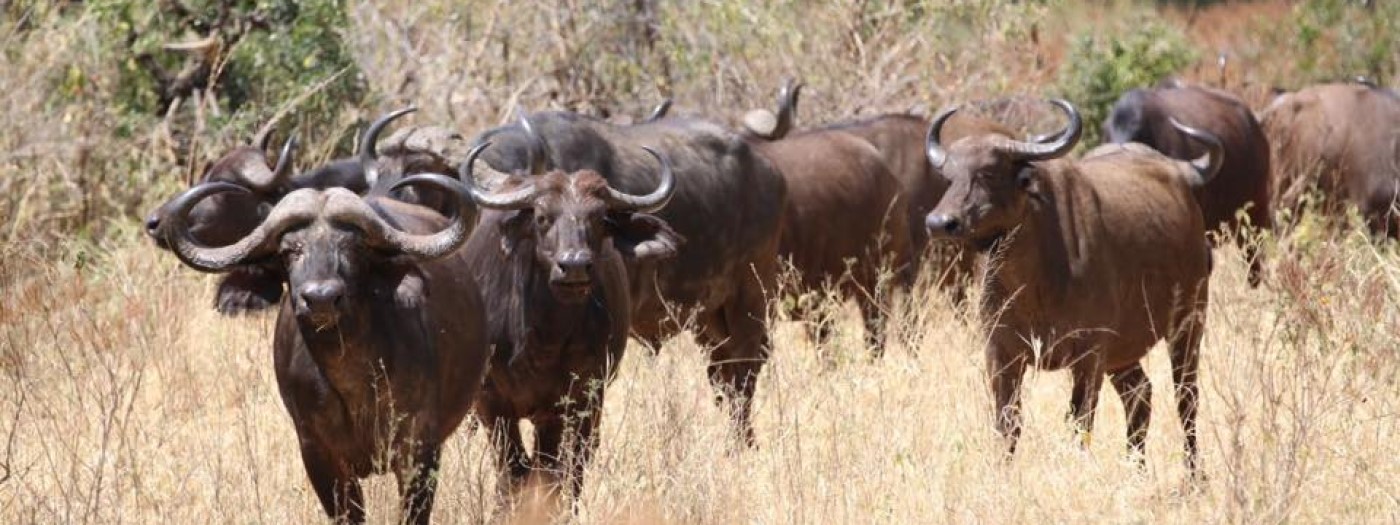 mandria di bufali in tanzania del nord