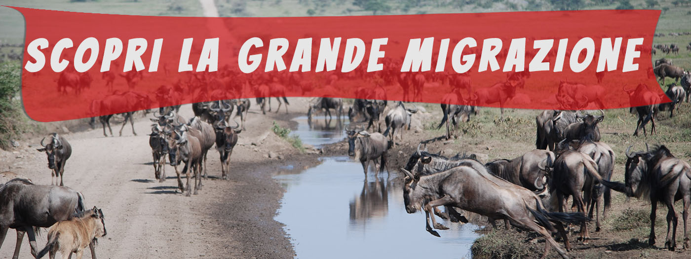 safari grande migrazione