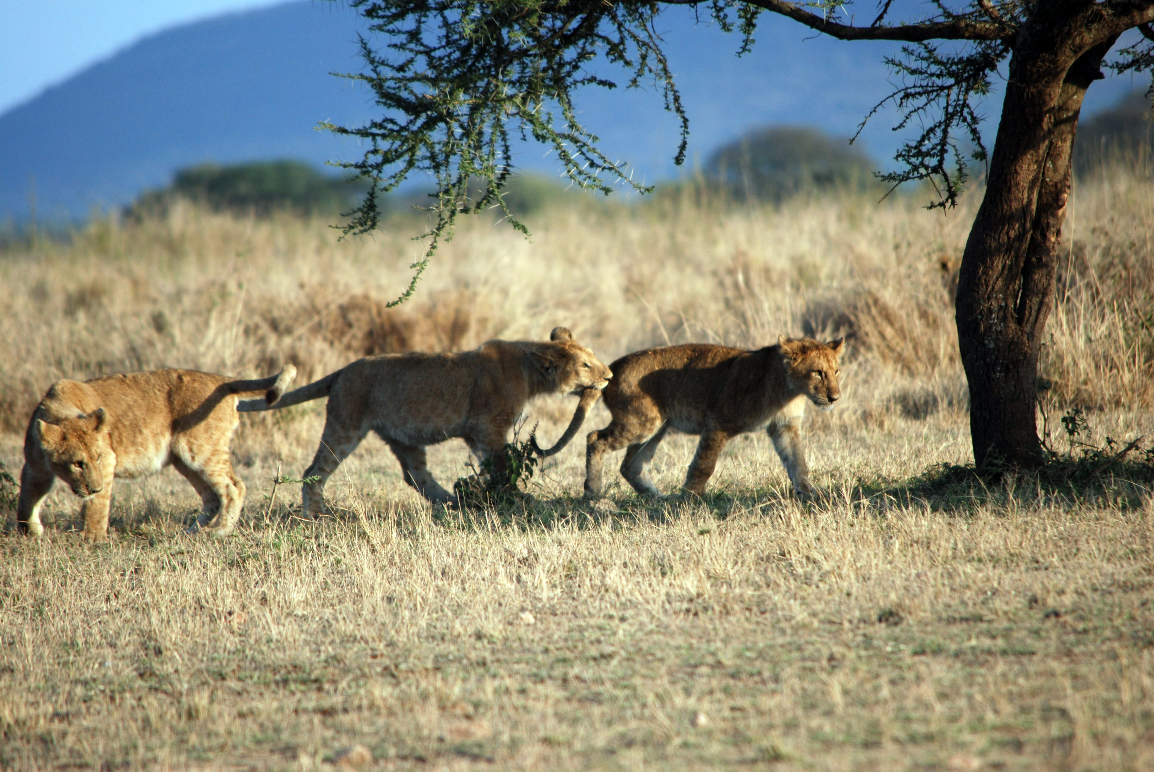 I Leoni della Tanzania