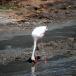 Fenicottero in Tanzania