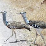 Otarde in Tanzania