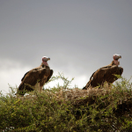 Avvoltoi in Tanzania