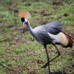 Gru Coronata in Tanzania