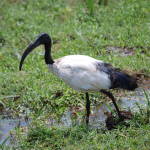 Ibis Sacro in Tanzania