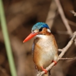 Martin Pescatore in Tanzania