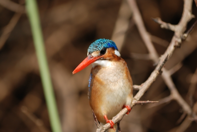 Birdwatching in Tanzania: incredibile ricchezza
