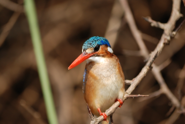 Martin Pescatore in Tanzania