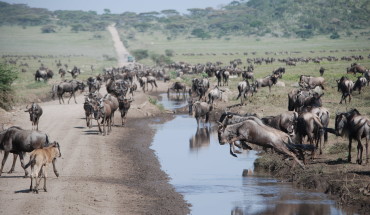 Tanzania: La Grande Migrazione