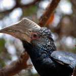 Hornbill - Bucero in Tanzania