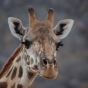 La curiosa Giraffa della Tanzania