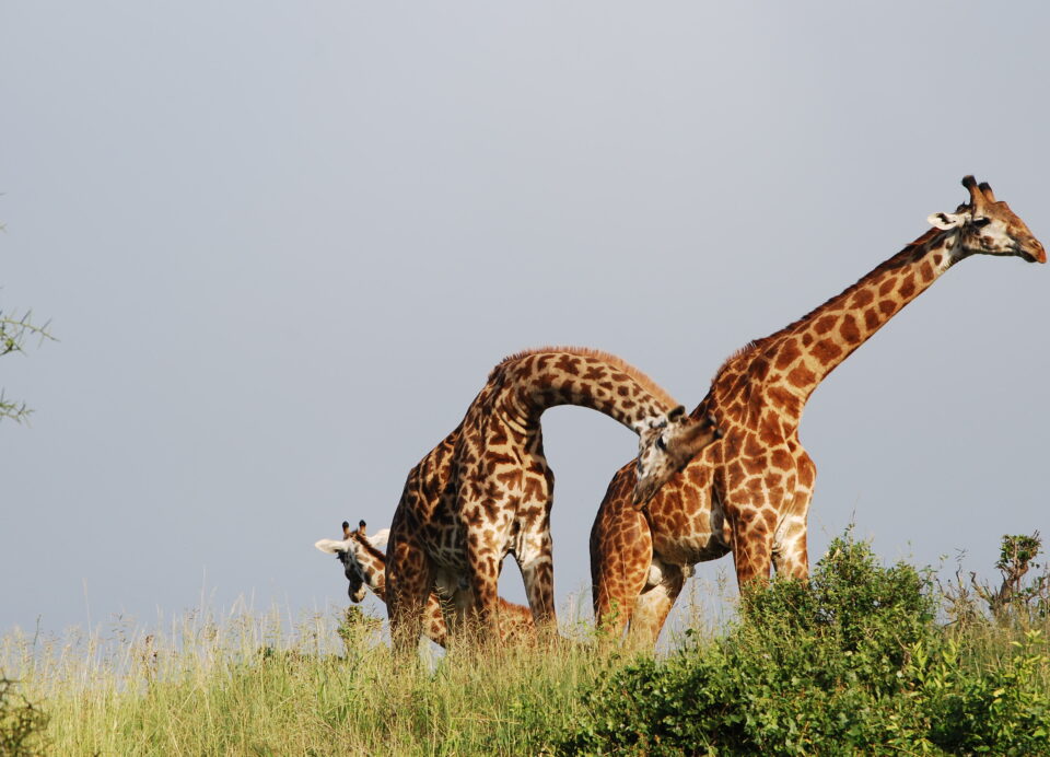 Giraffe della Tanzania