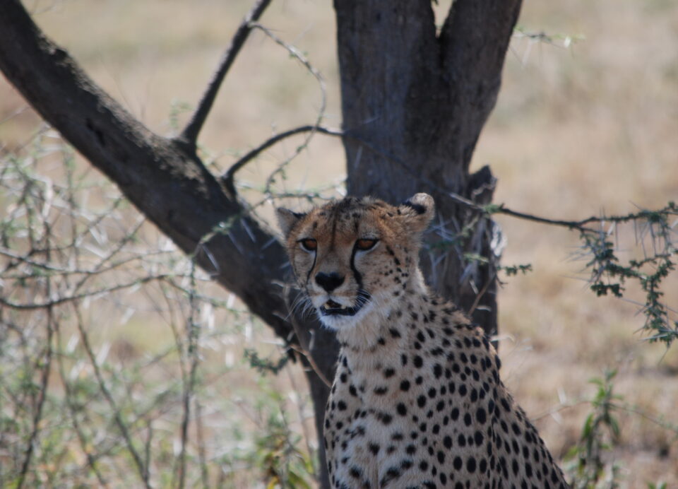 Il Ghepardo in Tanzania