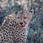 La Caccia del Ghepardo in Tanzania [Video]