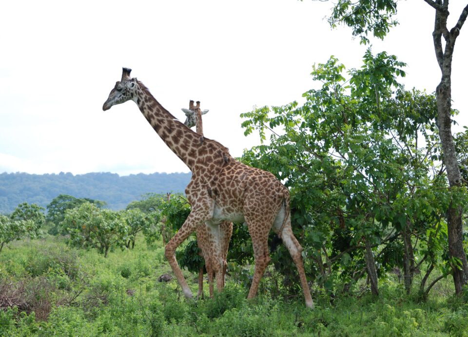 Giraffa al Arusha National Park