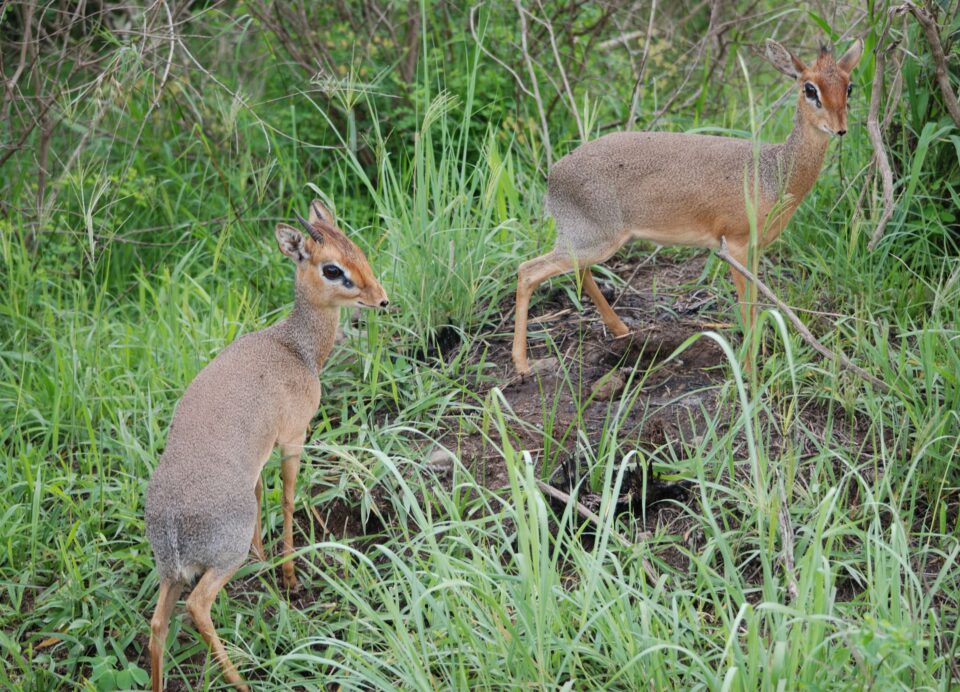 Dik Dik