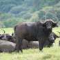 Perché visitare Arusha National Park