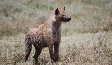 Iene, avvoltoi e sciacalli: gli spazzini della savana [video]