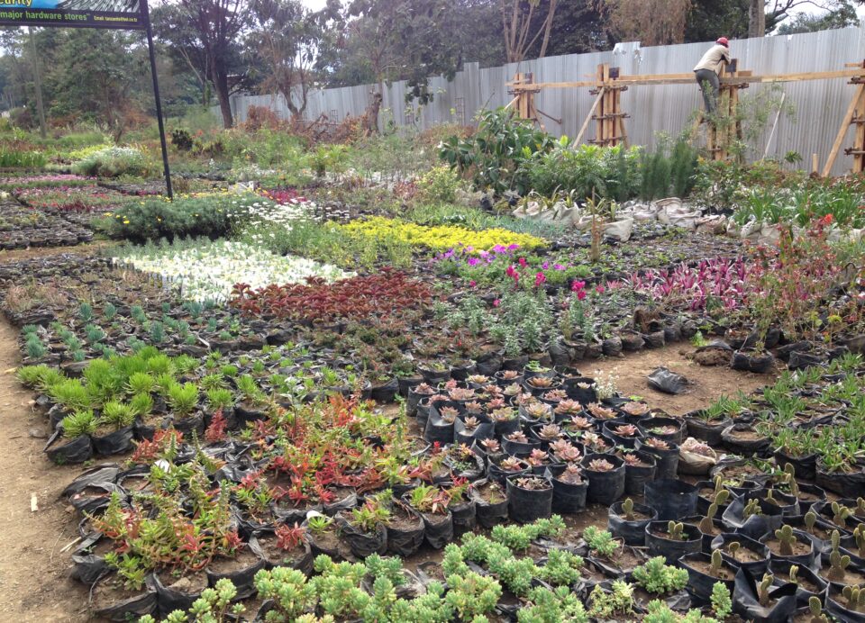Viviai di Arusha: piante e fiori