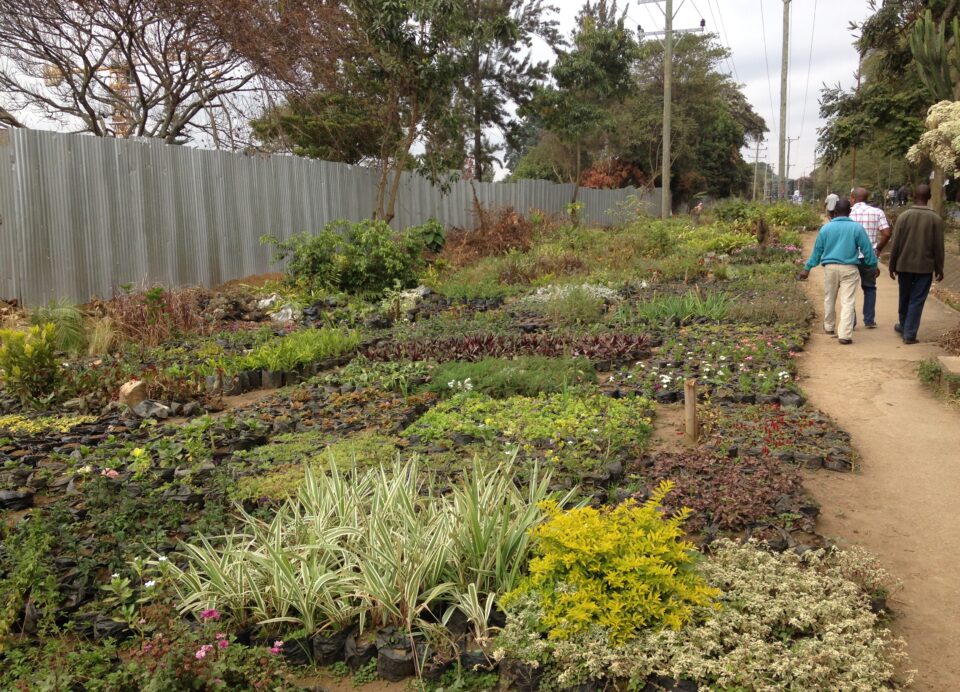 Viviai di Arusha: piante e fiori