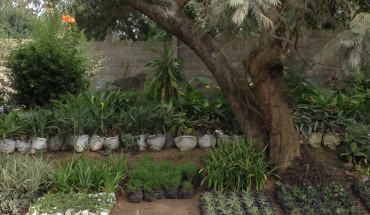 Arusha città: piante e fiori