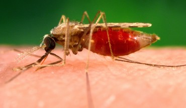 Posso prendere la malaria durante il safari in Tanzania?