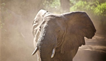 Elefante Parco Tarangire