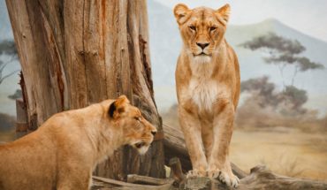 leoni in parco tanzania