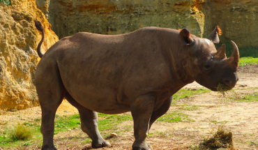rinoceronte nero
