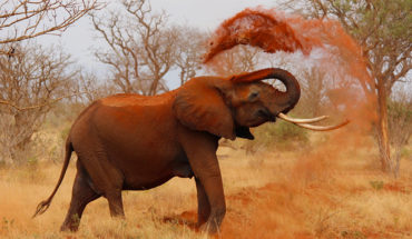 serengeti elefante