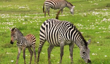 Settembre in Tanzania: che clima troverai per il tuo safari?