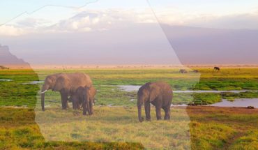 elefanti in kenya