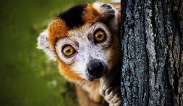 2 idee per un Tour del Madagascar