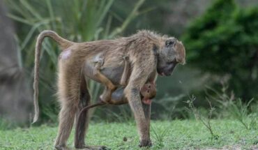 Marzo in Tanzania: temperature, precipitazioni e safari