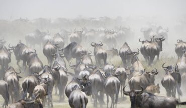 Migrazione al lago Ndutu