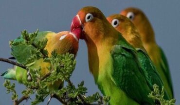 Love Birds in Tanzania