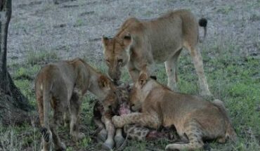 Cuccioli di leone