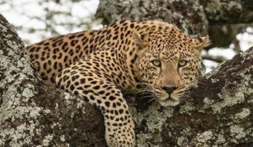 Safari in Tanzania ad agosto: il clima, i parchi e il mare