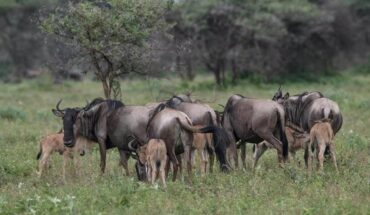 Safari in Tanzania a dicembre: il clima, i parchi e il mare