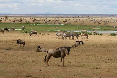 Gnu