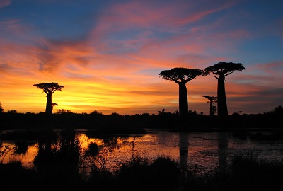 Baobab al tramonto