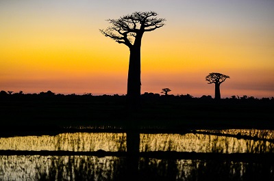 Baobab al tramonto