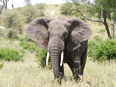 safari in tanzania