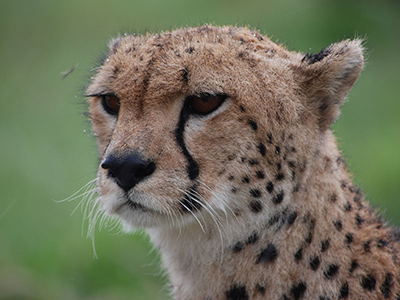 ghepardo al Serengeti
