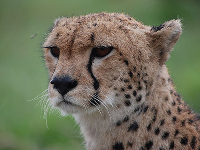 safari in tanzania