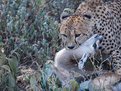 Ghepardo in Tanzania