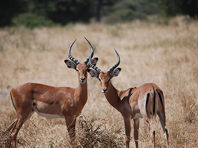 safari in tanzania